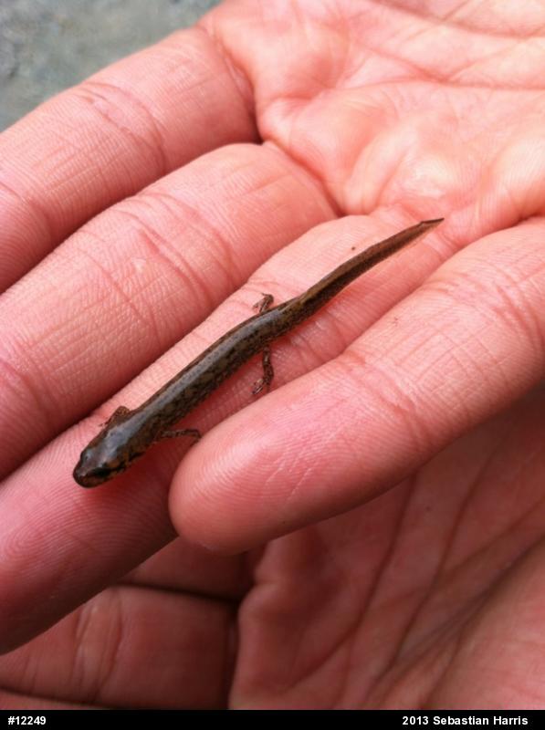 Northern Two-lined Salamander