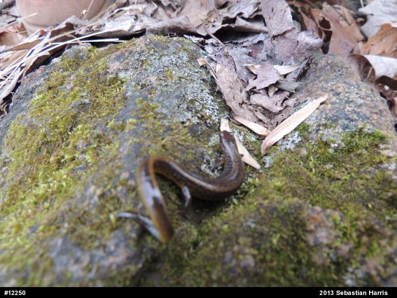 Northern Two-lined Salamander