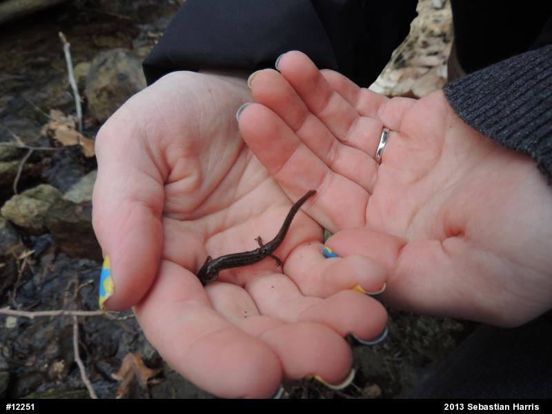 Northern Two-lined Salamander