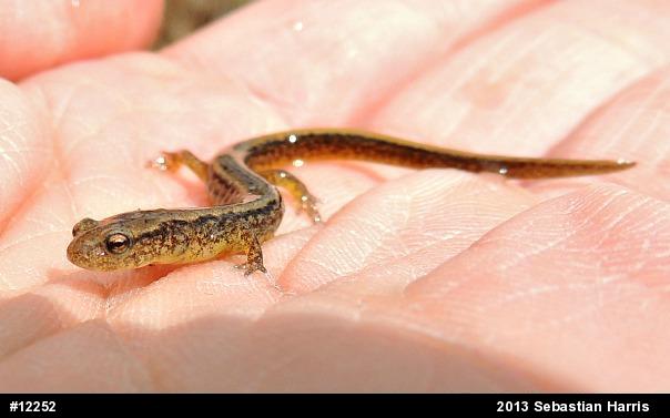 Northern Two-lined Salamander