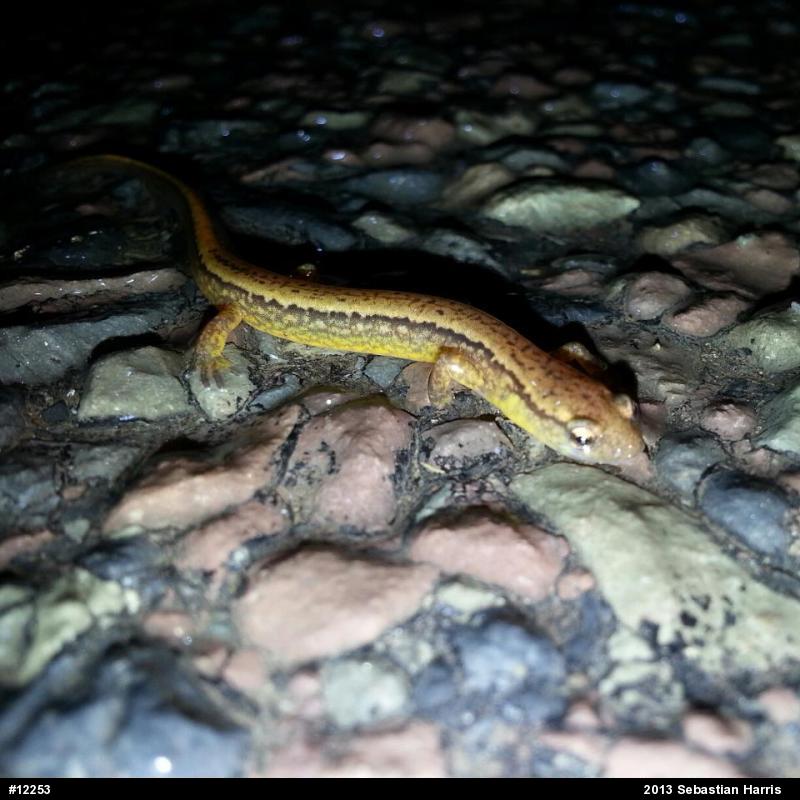 Northern Two-lined Salamander