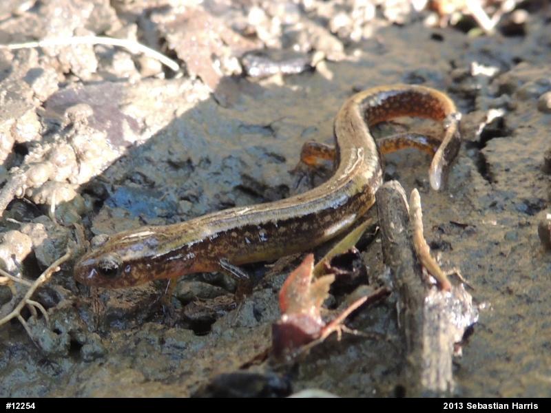Northern Two-lined Salamander