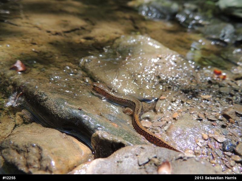 Northern Two-lined Salamander