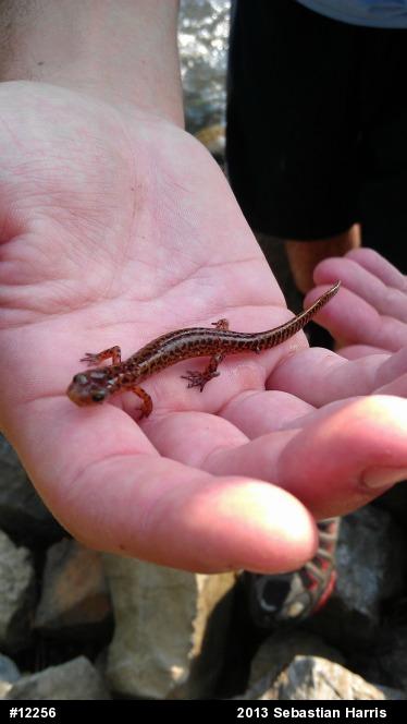Eastern Long-tailed Salamander