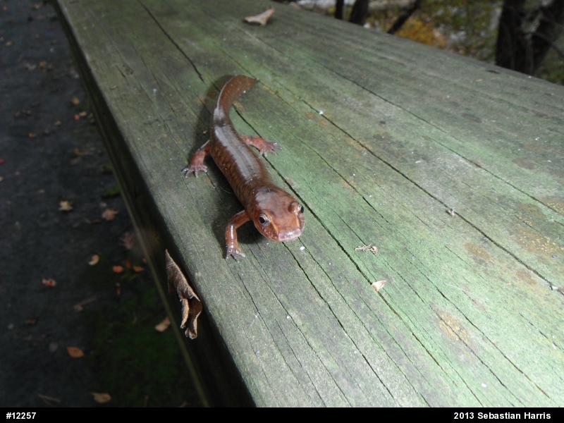Northern Spring Salamander