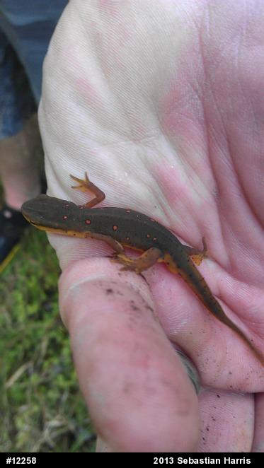 Red-spotted Newt