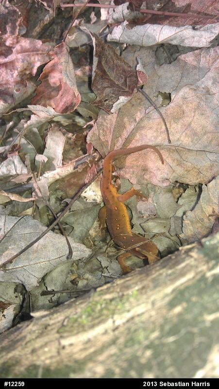 Red-spotted Newt
