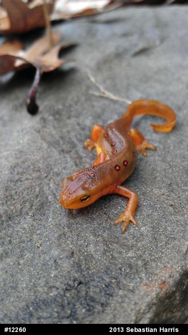Red-spotted Newt