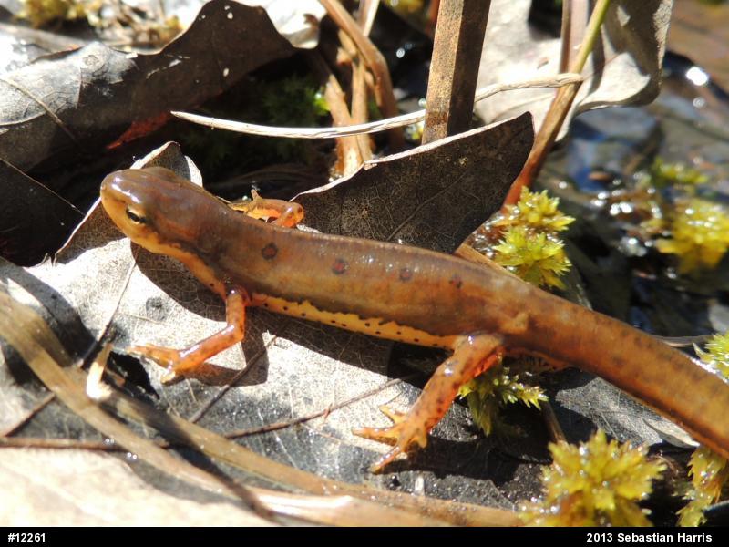 Red-spotted Newt