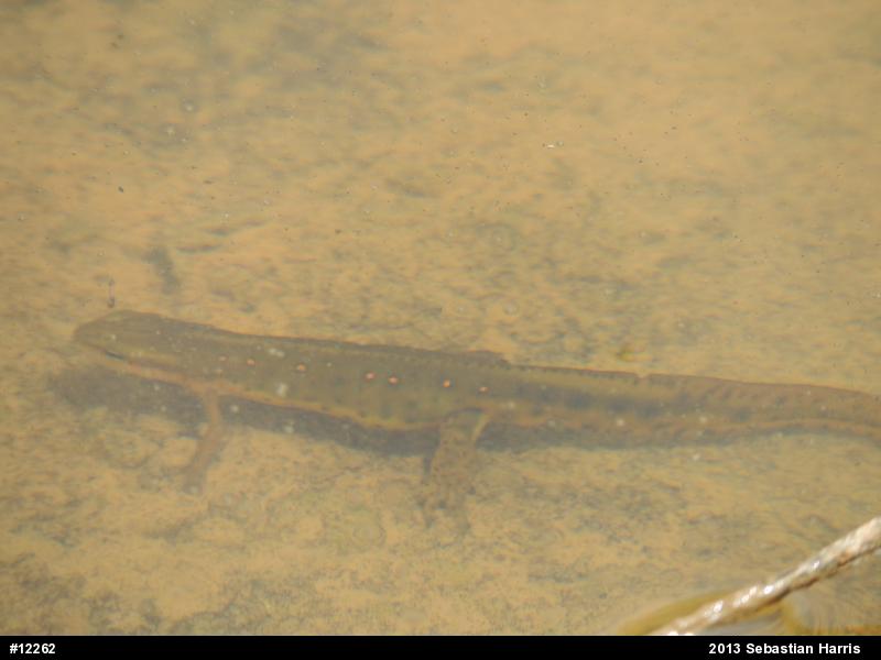 Red-spotted Newt