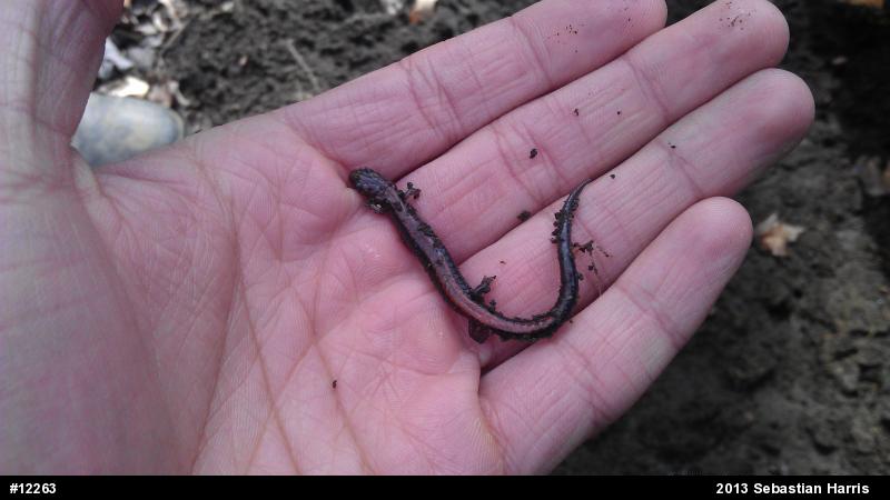 Eastern Red-backed  Salamander
