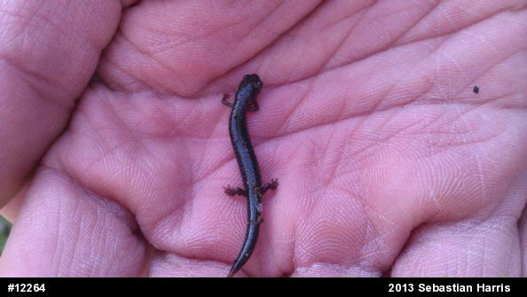 Eastern Red-backed  Salamander