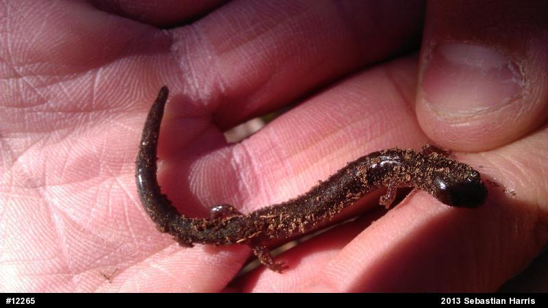 Eastern Red-backed  Salamander