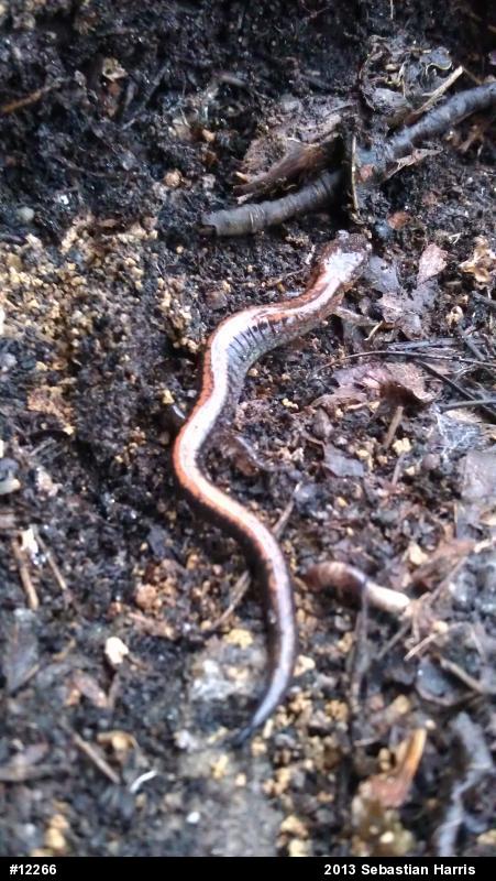 Eastern Red-backed  Salamander