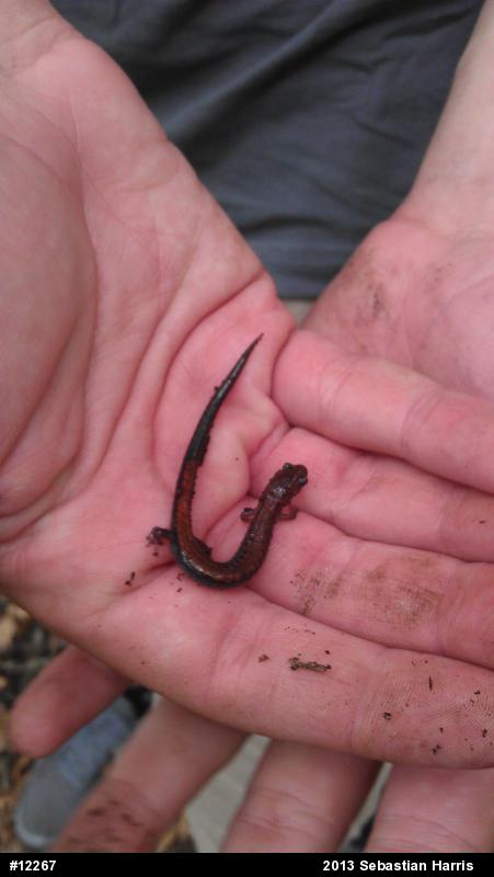 Eastern Red-backed  Salamander