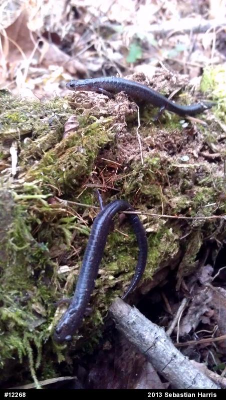Eastern Red-backed  Salamander
