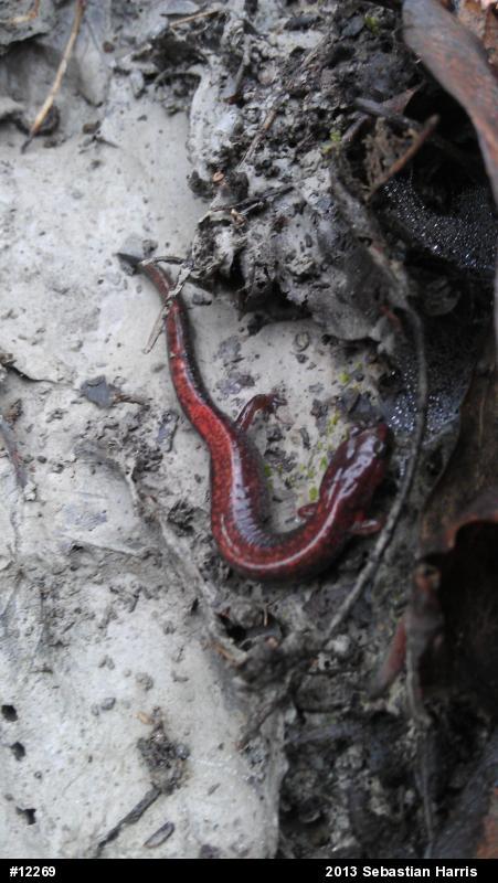 Eastern Red-backed  Salamander