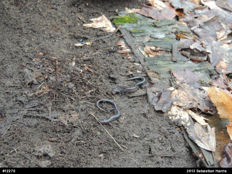 Eastern Red-backed  Salamander