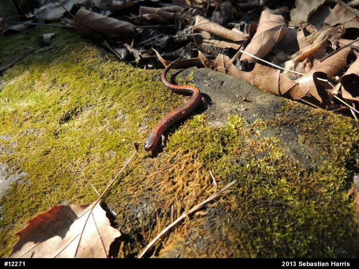 Eastern Red-backed  Salamander