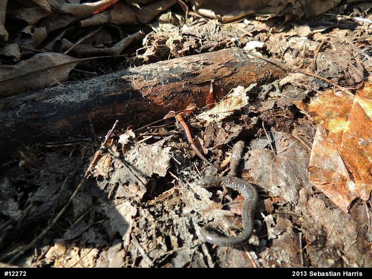 Eastern Red-backed  Salamander