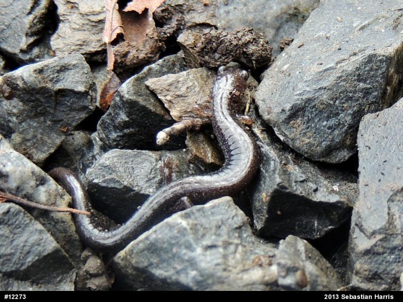 Eastern Red-backed  Salamander