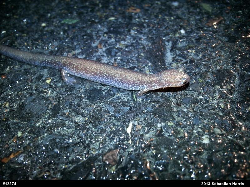 Eastern Red-backed  Salamander