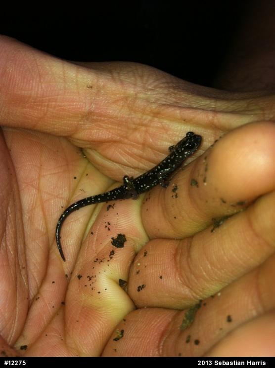 Northern Slimy Salamander