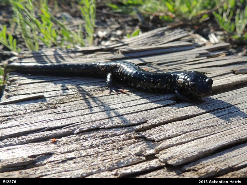 Northern Slimy Salamander
