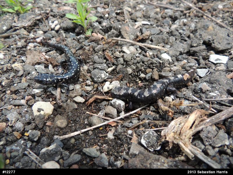 Northern Slimy Salamander