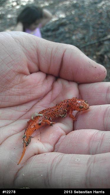 Northern Red Salamander