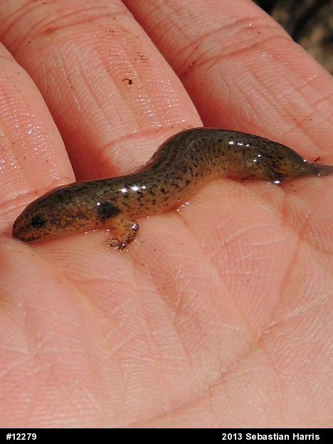 Northern Red Salamander
