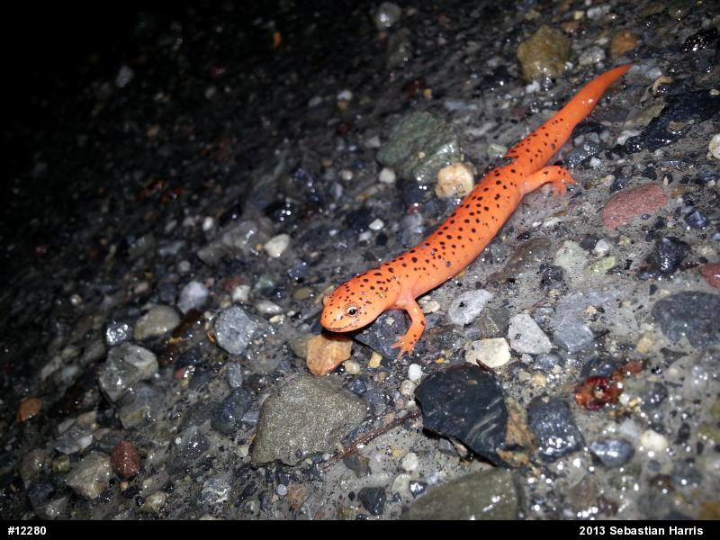 Northern Red Salamander