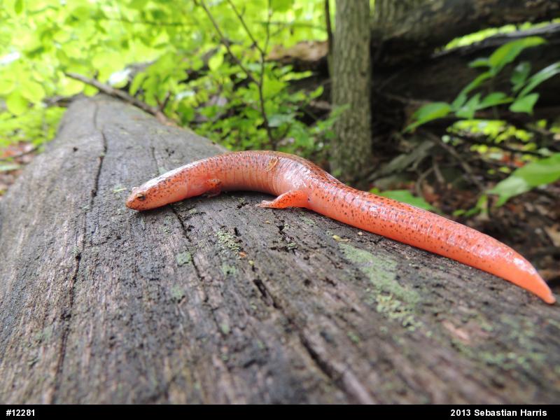 Northern Red Salamander