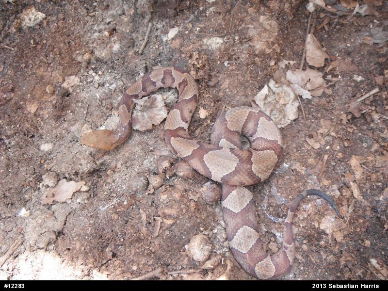 Northern Copperhead
