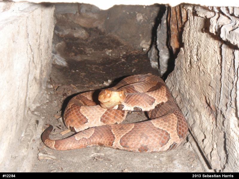 Northern Copperhead