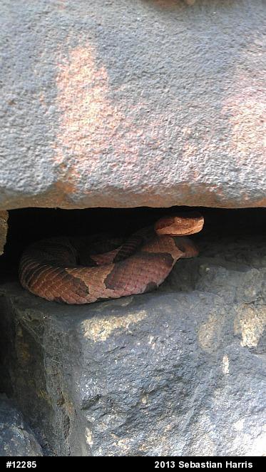 Northern Copperhead