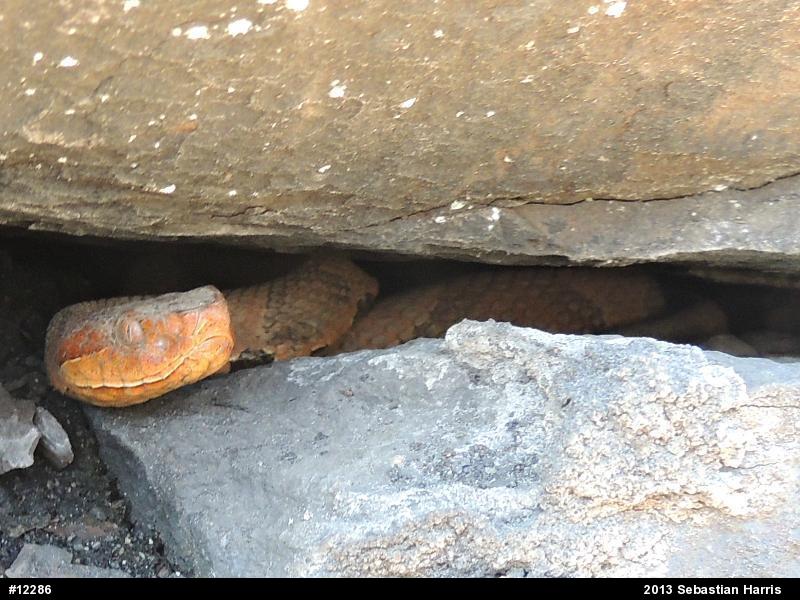 Northern Copperhead
