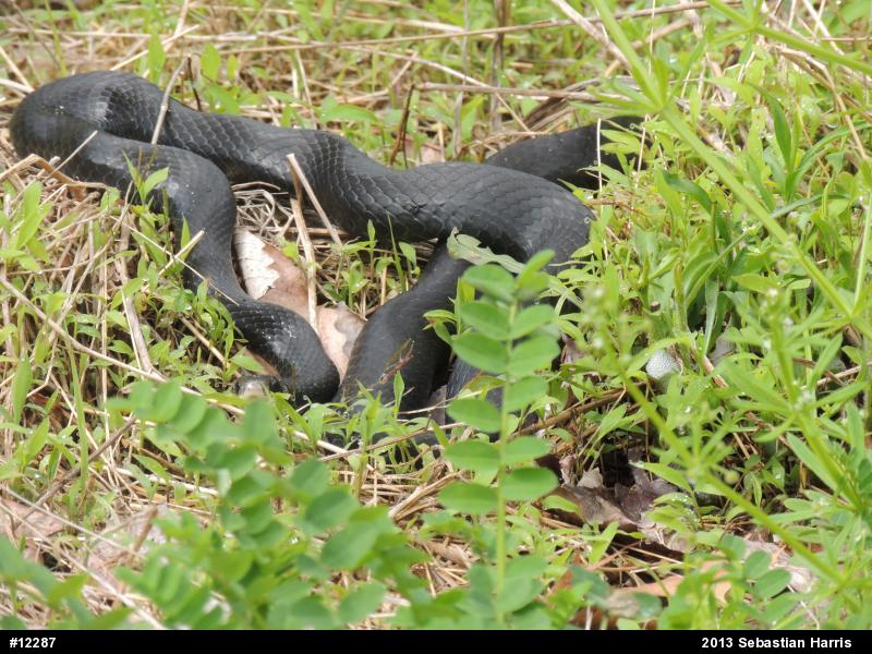 Northern Black Racer