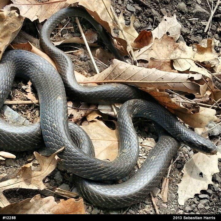 Northern Black Racer