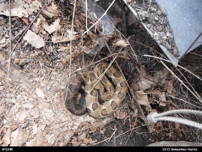 Timber Rattlesnake