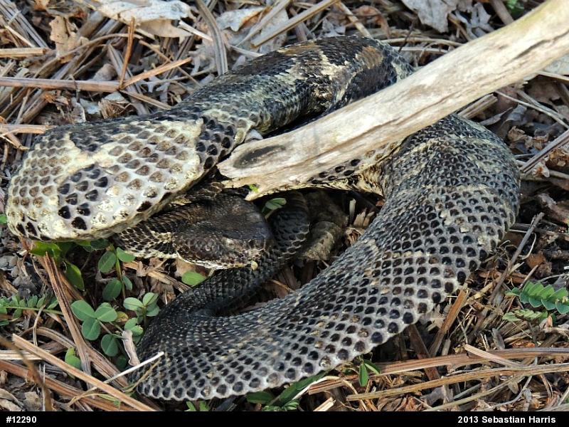 Timber Rattlesnake
