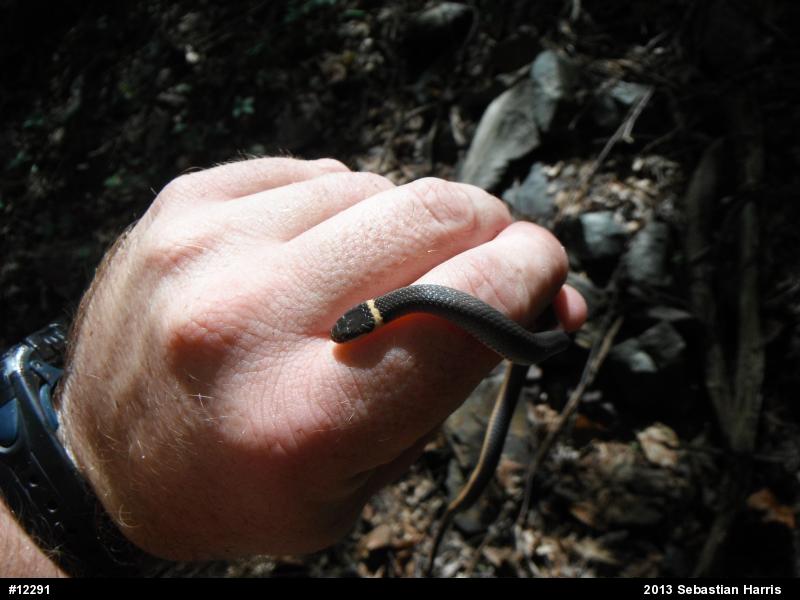 Northern Ring-necked Snake
