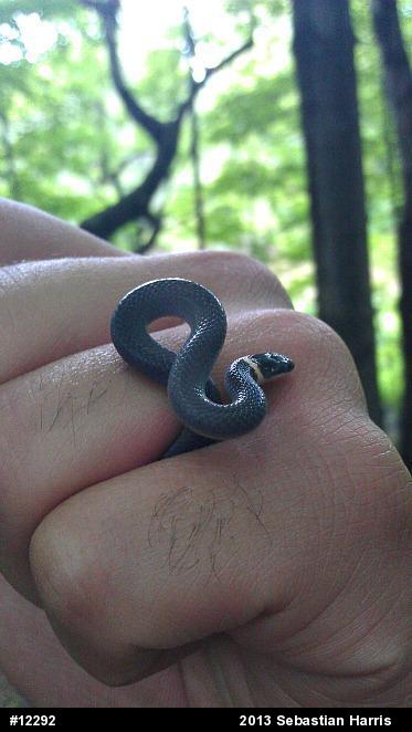 Northern Ring-necked Snake