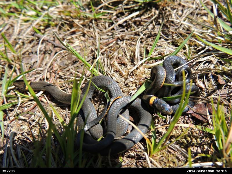 Northern Ring-necked Snake