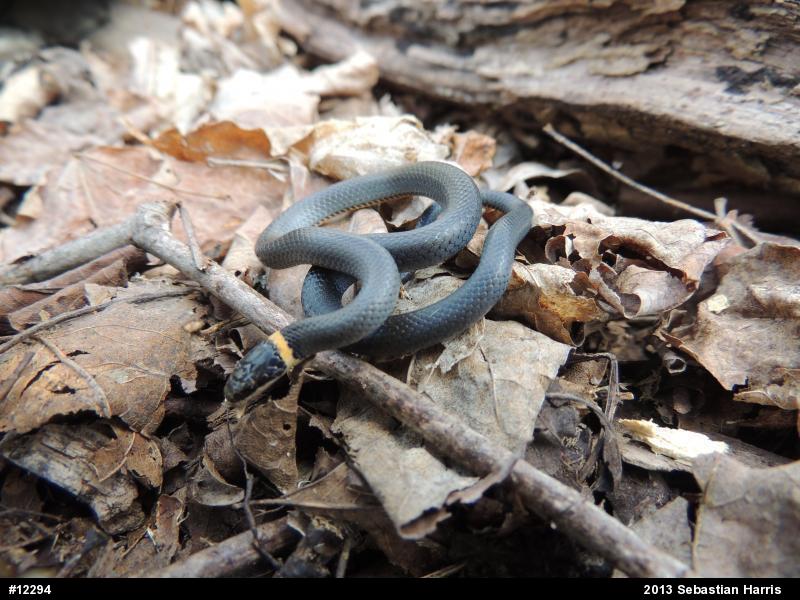 Northern Ring-necked Snake