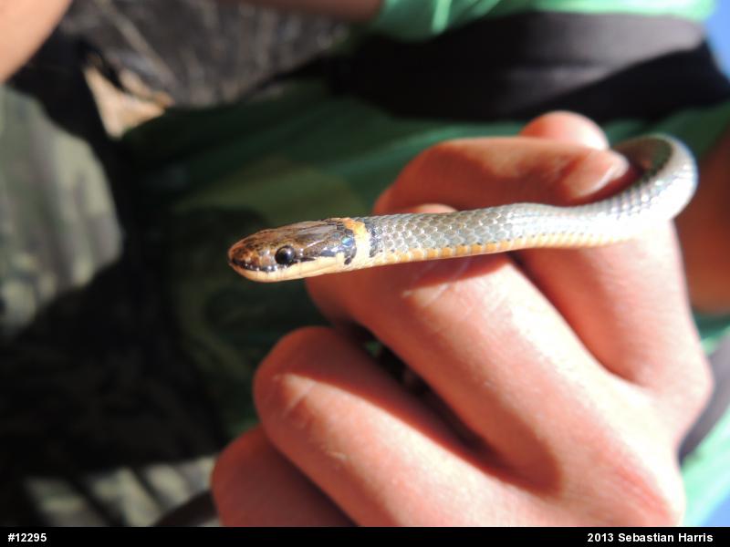 Northern Ring-necked Snake