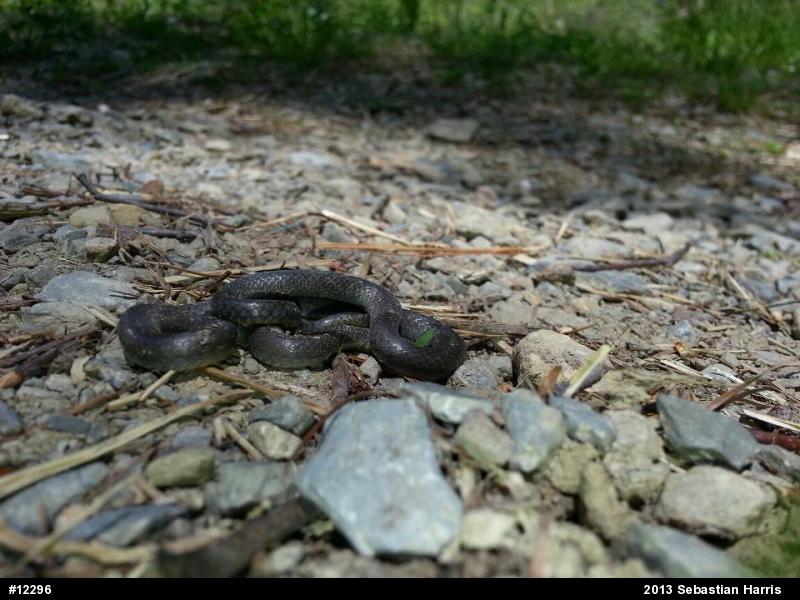 Northern Ring-necked Snake