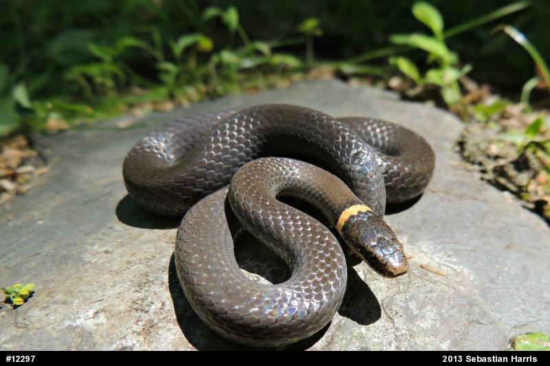 Northern Ring-necked Snake
