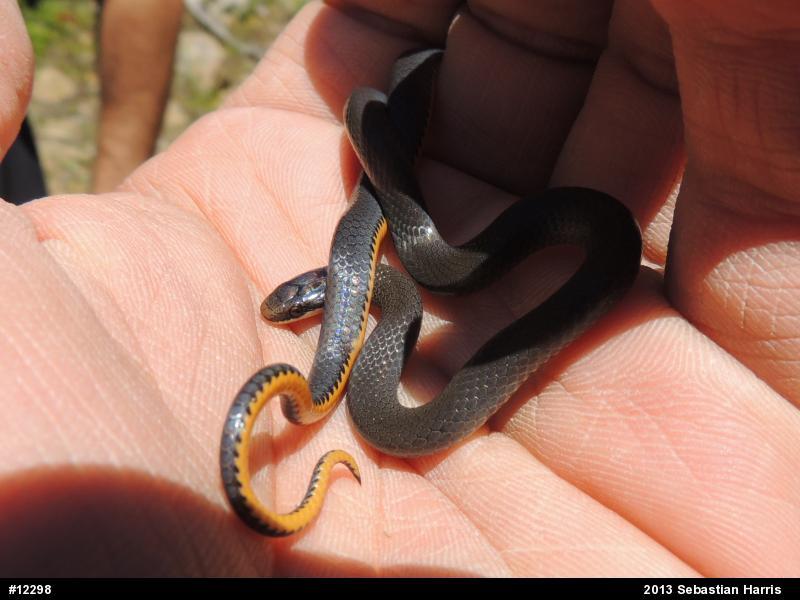 Northern Ring-necked Snake