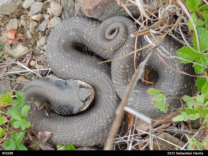 Eastern Hog-nosed Snake